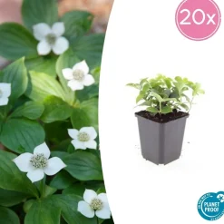 La Green Touch Plantes De Haies | - Cornouiller du canada x20 – entre 1,25 et 1,67m2