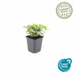 La Green Touch Plantes De Haies | - Cornouiller du canada x20 – entre 1,25 et 1,67m2