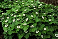 La Green Touch Plantes De Haies | - Cornouiller du canada x20 – entre 1,25 et 1,67m2