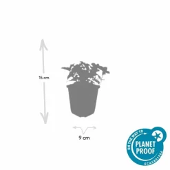 La Green Touch Plantes De Haies | - Cornouiller du canada x20 – entre 1,25 et 1,67m2