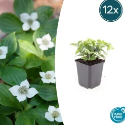 La Green Touch Plantes De Haies | - Cornouiller du canada x20 – entre 1,25 et 1,67m2