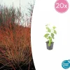 La Green Touch Plantes De Haies | - Cornouiller sanguin 'midwinter fire' x20 – entre 1,25 et 1,67m2
