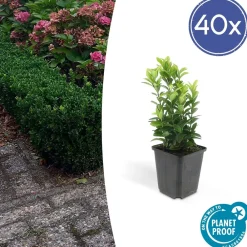 La Green Touch Plantes De Haies | - Cornouiller sanguin 'midwinter fire' x20 – entre 1,25 et 1,67m2