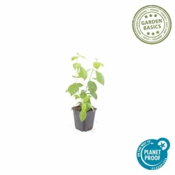 La Green Touch Plantes De Haies | - Cornouiller sanguin 'midwinter fire' x20 – entre 1,25 et 1,67m2