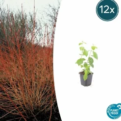 La Green Touch Plantes De Haies | - Cornouiller sanguin 'midwinter fire' x20 – entre 1,25 et 1,67m2