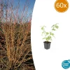 La Green Touch Plantes De Haies | - Cornouiller sanguin 'anny's winter orange' x6 – entre 0,38 et 0,5m2