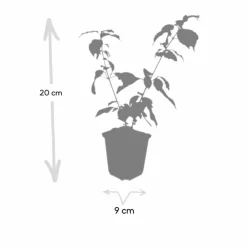 La Green Touch Plantes De Haies | - Cornouiller sanguin 'anny's winter orange' x6 – entre 0,38 et 0,5m2