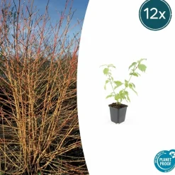 La Green Touch Plantes De Haies | - Cornouiller sanguin 'anny's winter orange' x6 – entre 0,38 et 0,5m2