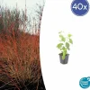 La Green Touch Plantes De Haies | - Cornouiller sanguin 'midwinter fire' x40 – entre 2,5 et 3,33m2