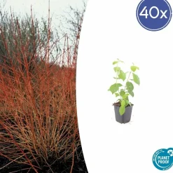 La Green Touch Plantes De Haies | - Cornouiller sanguin 'midwinter fire' x40 – entre 2,5 et 3,33m2