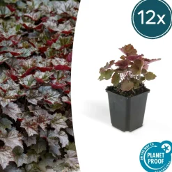 La Green Touch Plantes De Haies | - Cornouiller sanguin 'midwinter fire' x40 – entre 2,5 et 3,33m2