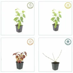 La Green Touch Plantes De Haies | - Cornouiller sanguin 'midwinter fire' x40 – entre 2,5 et 3,33m2
