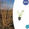 La Green Touch Plantes De Haies | - Cornouiller sanguin 'anny's winter orange' x40 – entre 2,5 et 3,33m2