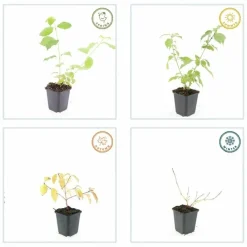 La Green Touch Plantes De Haies | - Cornouiller sanguin 'anny's winter orange' x40 – entre 2,5 et 3,33m2