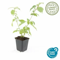 La Green Touch Plantes De Haies | - Cornouiller sanguin 'anny's winter orange' x40 – entre 2,5 et 3,33m2