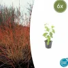 La Green Touch Plantes De Haies | - Cornouiller sanguin 'midwinter fire' x6 – entre 0,38 et 0,5m2