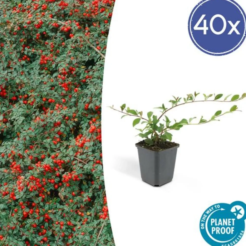 La Green Touch Plantes Grimpantes | - Cotonéaster de dammer x40 – entre 2,5 et 3,33m2