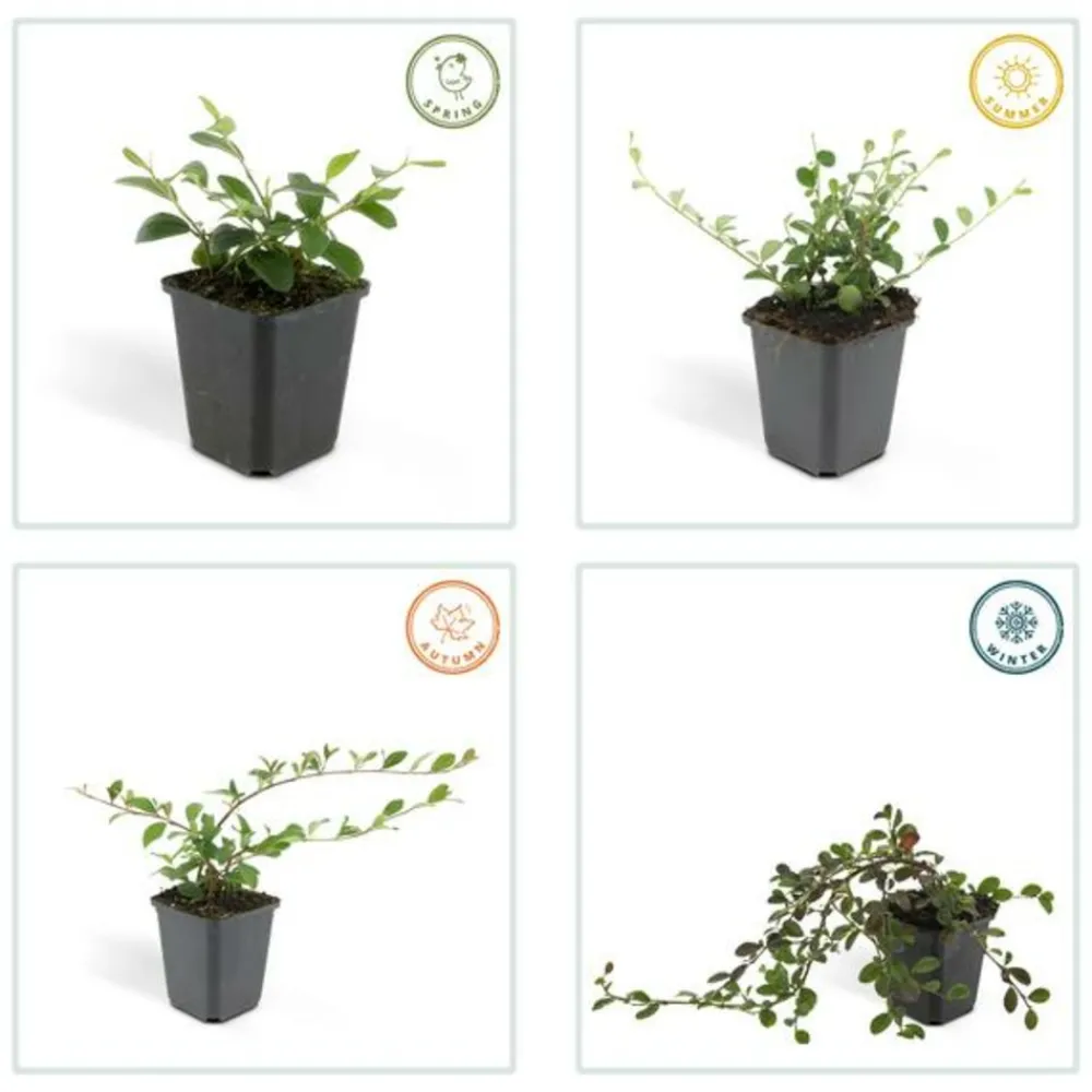 La Green Touch Plantes Grimpantes | - Cotonéaster de dammer x40 – entre 2,5 et 3,33m2