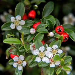 La Green Touch Plantes Grimpantes | - Cotonéaster de dammer x40 – entre 2,5 et 3,33m2
