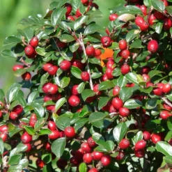 La Green Touch Plantes Grimpantes | - Cotonéaster de dammer x40 – entre 2,5 et 3,33m2