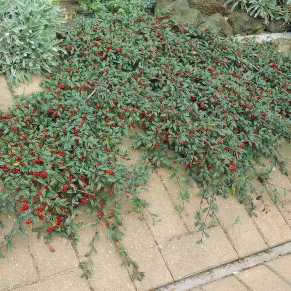 La Green Touch Plantes Grimpantes | - Cotonéaster de dammer x40 – entre 2,5 et 3,33m2