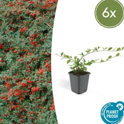 La Green Touch - Cotonéaster de dammer x6 – entre 0,38 et 0,5m2 Sale