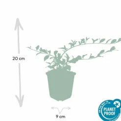 La Green Touch - Cotonéaster de dammer 'major' x12 – entre 0,75 et 1m2 Discount