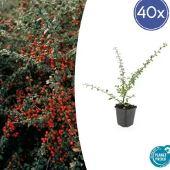 La Green Touch - Cotonéaster de dammer 'coral beauty' x40 – entre 2,5 et 3,33m2 Hot