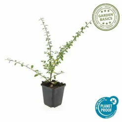 La Green Touch - Cotonéaster de dammer 'coral beauty' x40 – entre 2,5 et 3,33m2 Hot