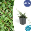 La Green Touch Plantes De Haies | - Cotonéaster de dammer 'streib's findling' x40 – entre 2,5 et 3,33m2