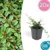 La Green Touch Plantes De Haies | - Cotonéaster de dammer 'streib's findling' x20 – entre 1,25 et 1,67m2