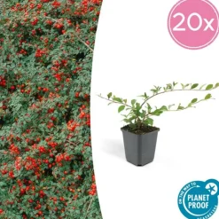 La Green Touch Plantes De Haies | - Cotonéaster de dammer 'major' x20 – entre 1,25 et 1,67m2