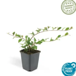 La Green Touch Plantes De Haies | - Cotonéaster de dammer 'major' x20 – entre 1,25 et 1,67m2