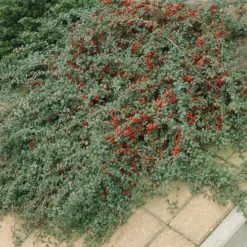 La Green Touch Plantes De Haies | - Cotonéaster de dammer 'major' x20 – entre 1,25 et 1,67m2