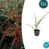La Green Touch Plantes De Haies | - Cotonéaster de dammer 'coral beauty' x12 – entre 0,75 et 1m2