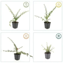 La Green Touch Plantes De Haies | - Cotonéaster de dammer 'coral beauty' x12 – entre 0,75 et 1m2