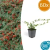 La Green Touch Plantes De Haies | - Cotonéaster de dammer 'coral beauty' x6 – entre 0,38 et 0,5m2