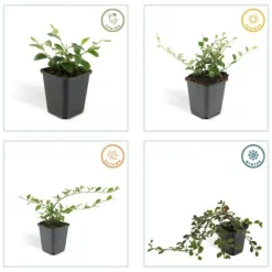 La Green Touch Plantes De Haies | - Cotonéaster de dammer 'coral beauty' x6 – entre 0,38 et 0,5m2