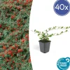 La Green Touch Plantes De Haies | - Cotonéaster de dammer 'major' x40 – entre 2,5 et 3,33m2