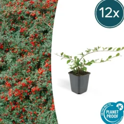 La Green Touch - Cotonéaster de dammer x12 – entre 0,75 et 1m2 Online