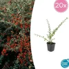 La Green Touch Plantes De Haies | - Cotonéaster de dammer 'coral beauty' x20 – entre 1,25 et 1,67m2