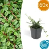 La Green Touch Plantes De Haies | - Cotonéaster de dammer 'streib's findling' x60 – entre 3,75 et 5m2