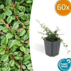 La Green Touch Plantes De Haies | - Cotonéaster de dammer 'streib's findling' x60 – entre 3,75 et 5m2
