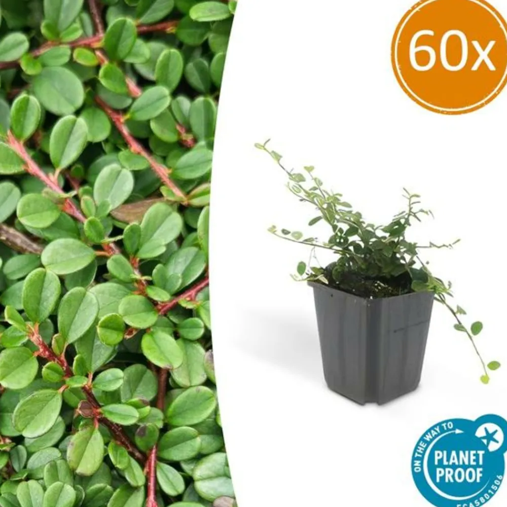 La Green Touch Plantes De Haies | - Cotonéaster de dammer 'streib's findling' x60 – entre 3,75 et 5m2