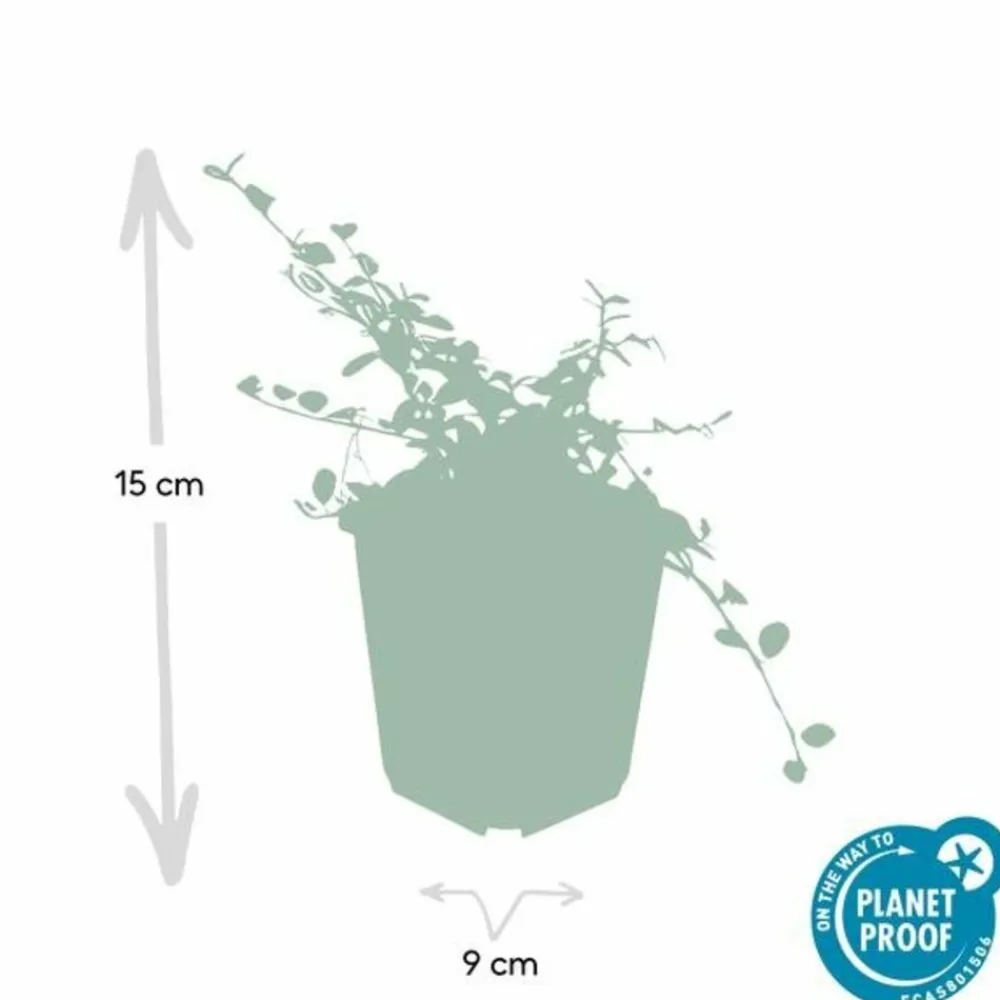 La Green Touch Plantes De Haies | - Cotonéaster de dammer 'streib's findling' x60 – entre 3,75 et 5m2