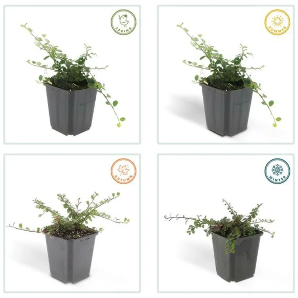 La Green Touch Plantes De Haies | - Cotonéaster de dammer 'streib's findling' x60 – entre 3,75 et 5m2