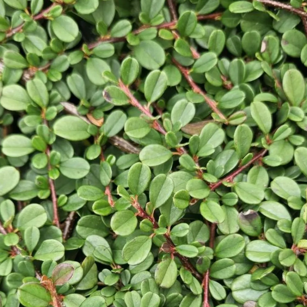 La Green Touch Plantes De Haies | - Cotonéaster de dammer 'streib's findling' x60 – entre 3,75 et 5m2