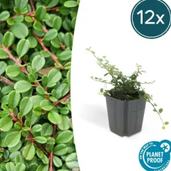 La Green Touch Plantes De Haies | - Cotonéaster de dammer 'streib's findling' x60 – entre 3,75 et 5m2