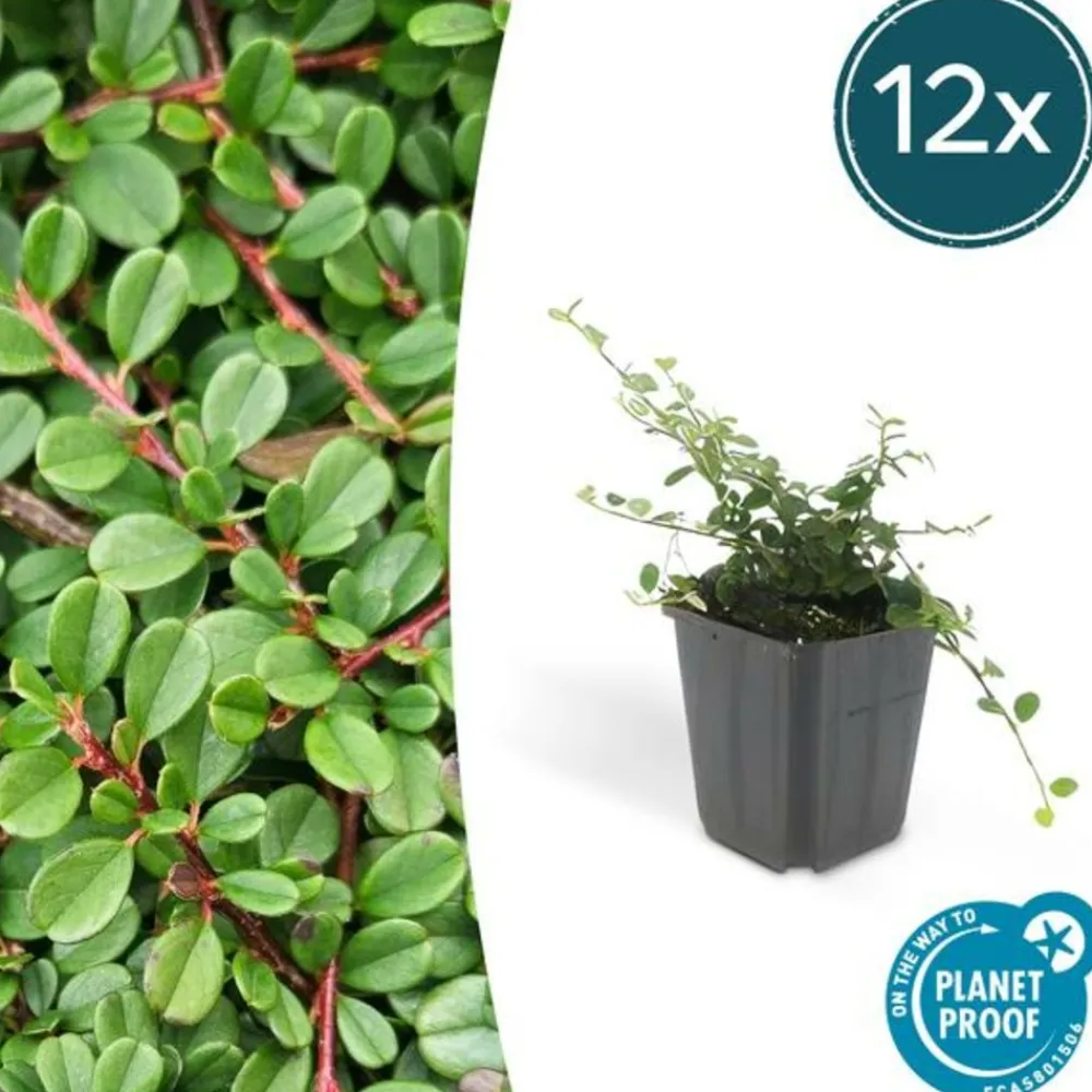 La Green Touch Plantes De Haies | - Cotonéaster de dammer 'streib's findling' x60 – entre 3,75 et 5m2