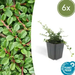La Green Touch Plantes De Haies | - Cotonéaster de dammer 'streib's findling' x6 – entre 0,38 et 0,5m2